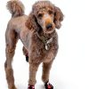 Hcpet Dog Boots Waterproof Reflective Anti Slip Paw-2